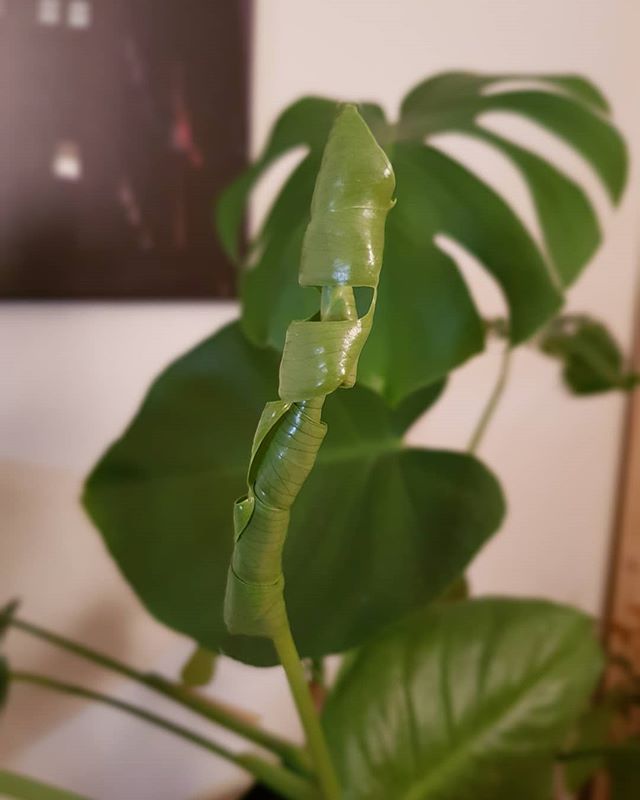 237/365 styttist í nýtt blað #monstera